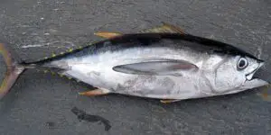 tuna for sushi