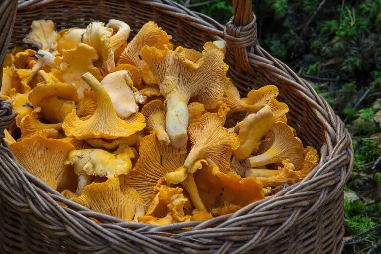 Can you freeze mushrooms?
